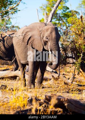 Des branches de nourriture d'éléphant africain provenant d'arbres dans la savane, parc national de Chobe, Botswana Banque D'Images