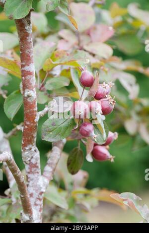 Malus Harry Baker. Pomme de crabe 'Harry Baker'. Fruit rouge foncé poussant sur l'arbre Banque D'Images