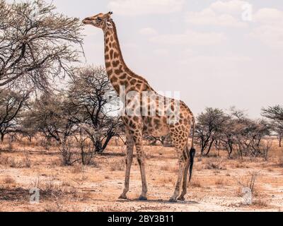 Belle girafe nourrissant d'un arbre dans la savane. Banque D'Images