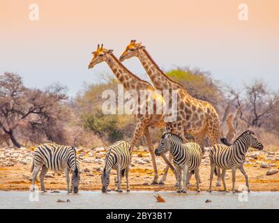Deux girafes et quatre zèbres au trou d'eau du parc national d'Etosha, en Namibie Banque D'Images