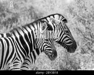 Deux zèbres dans la réserve de gibier de savane od Moremi, Botswana Banque D'Images