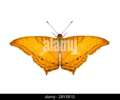 Image du papillon commun de croiseur (Vindula erota erota) isolé sur fond blanc. Insecte. Animaux. Banque D'Images