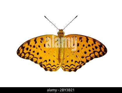 Image de papillon léopard commun (Phalanta phalantha) isolé sur fond blanc. Insecte. Animaux. Banque D'Images