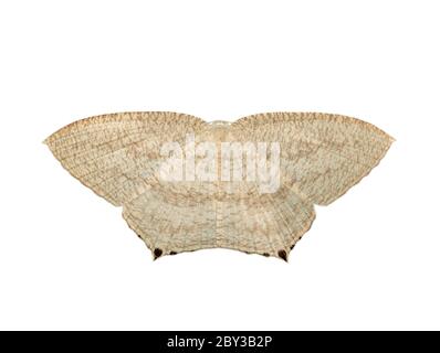 Image de papillon à ailes plates pointues (Micronia aculeata) isolé sur fond blanc. Insecte. Animaux. Banque D'Images