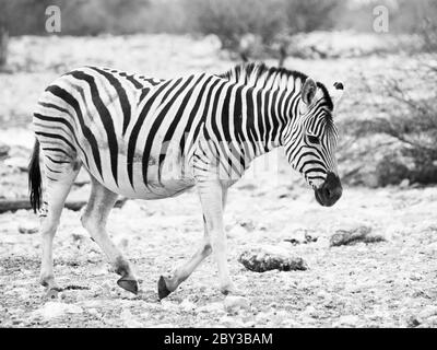 Le zébré Lonesome marche sur une terre sèche et semble très triste. Image en blanc et en noir et blanc. Banque D'Images