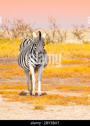 Vue de devant de zébra dans la savane. Parc national d'Etosha, Namibie, Afrique. Banque D'Images