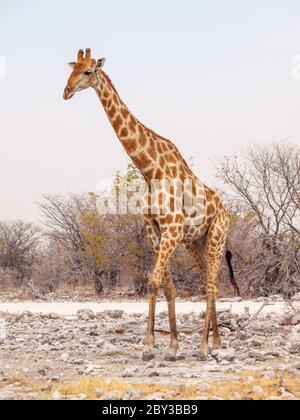 Promenade girafe dans le parc national d'Etosha, Namibie, Afrique Banque D'Images