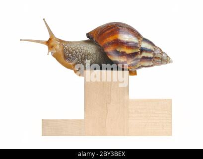 Gros escargot sur podium isolated Banque D'Images