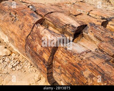 Vue détaillée du tronc pétrifié, Forêt pétrifiée, Namibie Banque D'Images