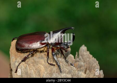 Image de dynastinae sur fond de nature. Insecte. Animal. Dynastinae est le combattant de la montagne en Thaïlande. Banque D'Images