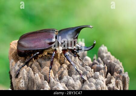 Image de dynastinae sur fond de nature. Insecte. Animal. Dynastinae est le combattant de la montagne en Thaïlande. Banque D'Images