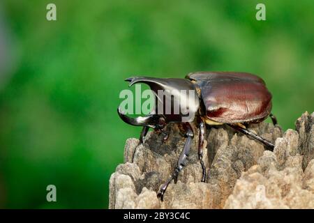 Image de dynastinae sur fond de nature. Insecte. Animal. Dynastinae est le combattant de la montagne en Thaïlande. Banque D'Images