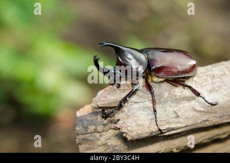 Image de dynastinae sur fond de nature. Insecte. Animal. Dynastinae est le combattant de la montagne en Thaïlande. Banque D'Images