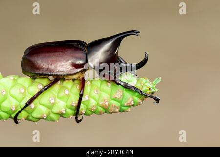 Image de dynastinae sur fond de nature. Insecte. Animal. Dynastinae est le combattant de la montagne en Thaïlande. Banque D'Images