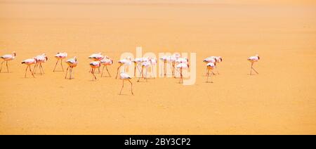 Marche de flamants roses dans le désert. Walvis Bay, désert du Namib, Namibie, Afrique Banque D'Images