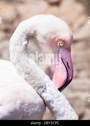 Portrait en gros plan du flamant rose, Walvis Bay, Namibie, Afrique Banque D'Images