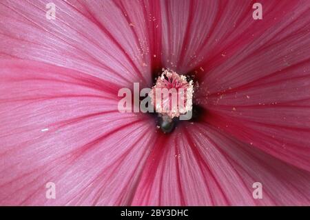 Fleur mauve Banque D'Images