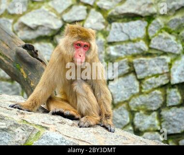 Singe solitaire assis sur des pierres Banque D'Images