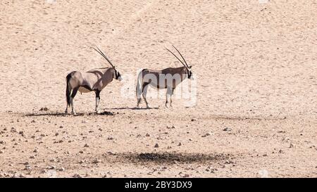 Deux antilopes gemsbok, Oryx gazella, debout dans le désert sec et poussiéreux, Namibie, Afrique. Banque D'Images