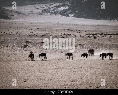 Chevaux sauvages du désert du Namib au trou d'eau près d'Aus, Namibie. Banque D'Images