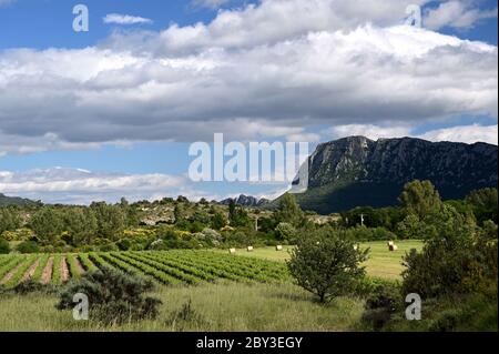 Vignoble avec le pic Saint Loup en arrière-plan Banque D'Images