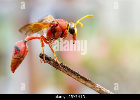 Image de la guêpe poteuse (Delta sp, Eumeninae) sur les branches sèches. Insecte animal Banque D'Images
