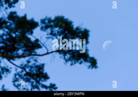 Branche d'un conifères sur ciel bleu clair avec demi-lune visible en arrière-plan dans la campagne en Allemagne Banque D'Images