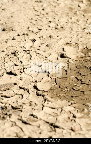 Sol boueux sec et fissuré en raison de la température chaude, boue séchée, vue à angle bas, campagne, Allemagne Banque D'Images