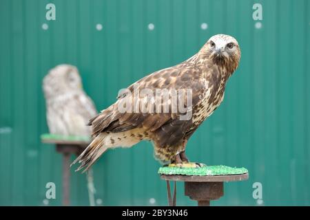 Aigle d’or Banque D'Images