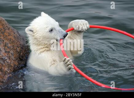Petit Ours polaire blanc jouant dans l'eau Banque D'Images