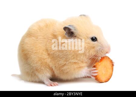 Des repas de hamster amusants Banque D'Images