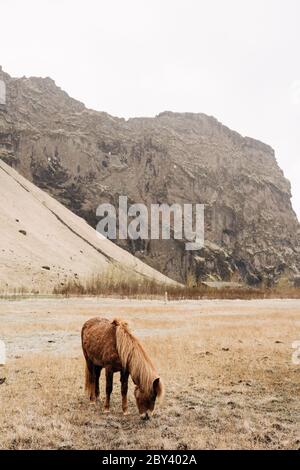 Un cheval brun avec une belle manie graure dans un champ et piller l'herbe sur un fond de montagne rocheuse enneigée. Le cheval islandais est une race de Banque D'Images