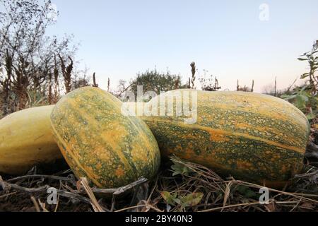 Cultiver des légumes frais de squash dans le jardin Banque D'Images