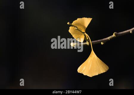 Photo en gros plan des feuilles de ginkgo biloba jaunes en automne Banque D'Images