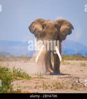 vieil éléphant Banque D'Images