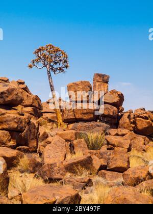 Quiver des formations d'arbres et de rochers de Giant's Playground en Namibie Banque D'Images