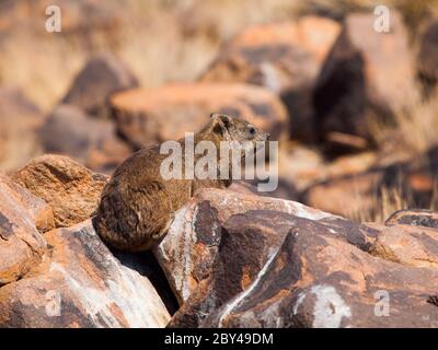 Roche hyrax, Procavia capensis ou dassie, assis sur la pierre. Banque D'Images