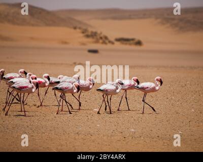 Marche Flamingo dans le désert du Namib, Walvis Bay, Namibie Banque D'Images