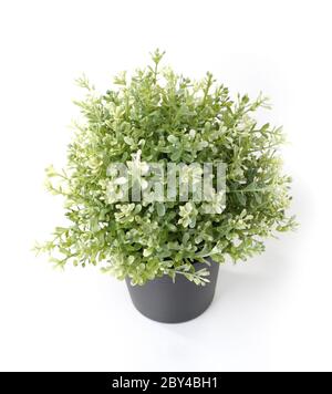 Accueil plante en pot Banque D'Images Accueil plante en pot Banque D'Images