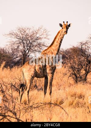 Girafe angolaise pour adultes, debout et regardant dans la savane, parc national d'Etosha, Namibie, Afrique Banque D'Images