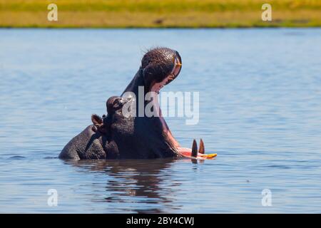 Grand hippopotame à large bouche ouverte et dents acérées dans la rivière Banque D'Images