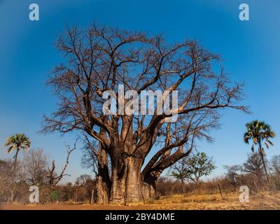 Grand baobab près des chutes Victoria (Zimbabwe) Banque D'Images