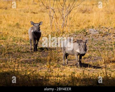 Deux warthogs de savane (Phacochoerus africanus) Banque D'Images