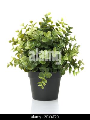 Accueil plante en pot Banque D'Images Accueil plante en pot Banque D'Images