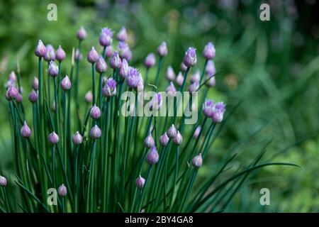 Fleurs violettes dans le jardin. L'oignon, ou ciboulette, est une plante herbacée vivace dont le nom latin est Allium schoenoprasum. Banque D'Images