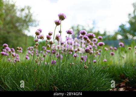 Fleurs violettes dans le jardin. L'oignon, ou ciboulette, est une plante herbacée vivace dont le nom latin est Allium schoenoprasum. Banque D'Images