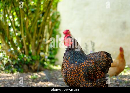 Foyer peu profond d'une belle poule de Wyandotte vue de près dans un jardin domestique. Banque D'Images