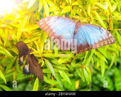 Blue Morpho Butterfly, Morpho Peleides, assis sur un congé vert. Banque D'Images