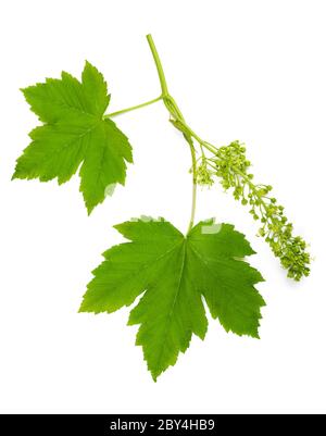 Brranch d'érable avec feuilles et fleurs isolées sur blanc Banque D'Images