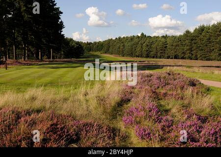 Vue sur la Heather derrière le 1er tee et fairway sur le Red course, le Berkshire Golf Club, Ascot, Berkshire, Angleterre Banque D'Images